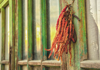 Close-up of hanging outdoors