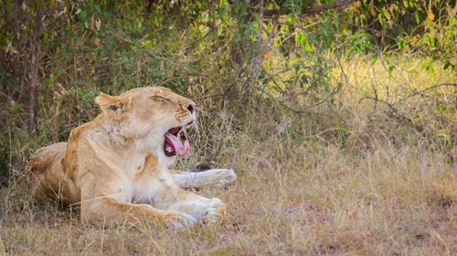 Yawning lioness