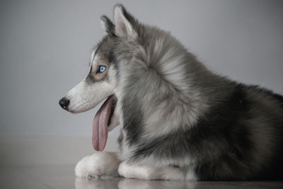 Close-up of dog against white background