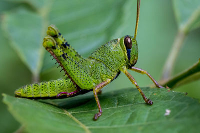 Close-up of insect on plant