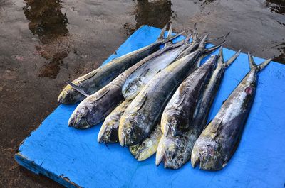 High angle view of barracuda fish for sale at market