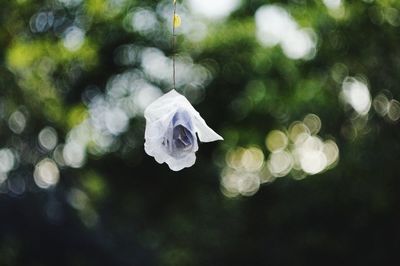 Defocused image of tree