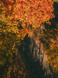 High angle view of trees in forest during autumn