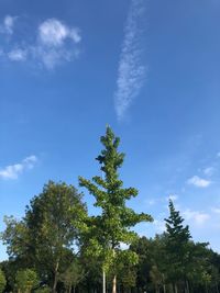 Low angle view of trees against blue sky