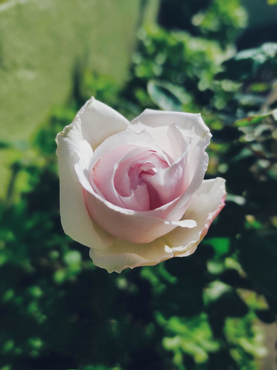 flower, plant, flowering plant, rose, beauty in nature, pink, freshness, petal, nature, close-up, flower head, garden roses, fragility, inflorescence, focus on foreground, leaf, plant part, no people, outdoors, rose - flower, green, growth, day, yellow