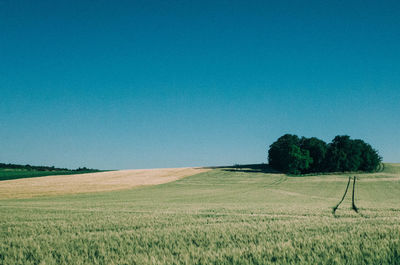 Scenic view of agricultural field against clear blue sky