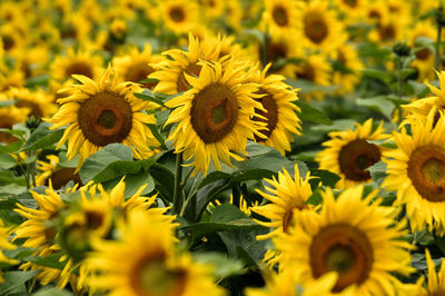 Close-up of sunflowers blooming in field