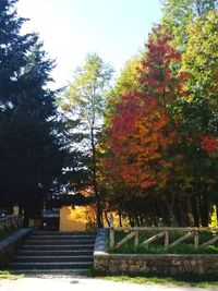 Autumn trees against sky