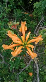 Close-up of orange day lily blooming outdoors