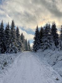 Snow covered land amidst trees against sky