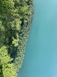 High angle view of tree by sea against sky