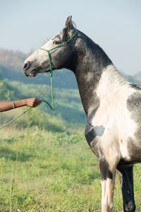 Horse standing on field