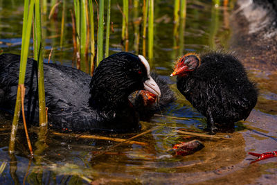 Eurasian coot fledgling