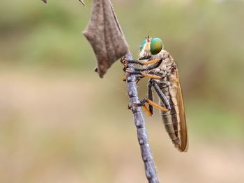 Robber fly