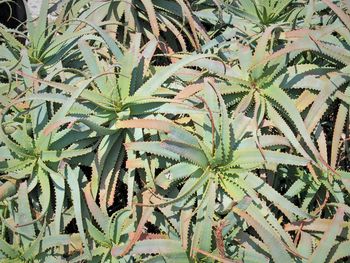 Full frame shot of green leaves