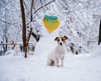 Dog standing on snow covered field