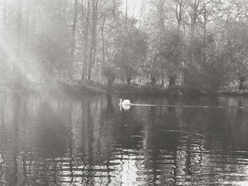 View of birds in lake