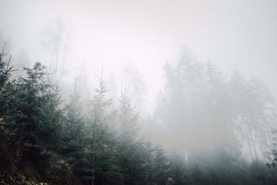 Trees in forest during foggy weather