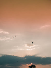 Low angle view of birds flying against sky during sunset