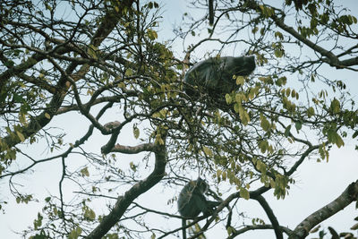 Low angle view of monkey on tree