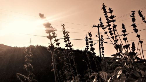 Low angle view of silhouette plants against sky during sunset