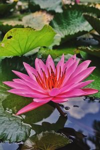Close-up of lotus water lily in lake