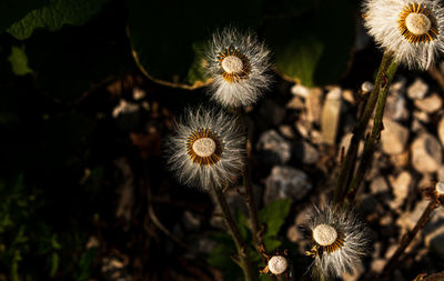 Close-up of dandelion on field