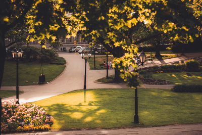 Footpath amidst plants in park