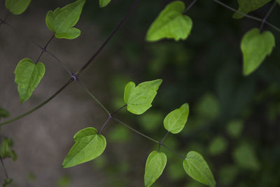 Close-up of leaves