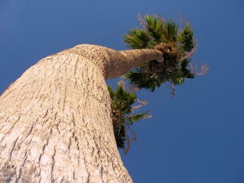 Low angle view of tree against clear blue sky