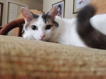 Portrait of tortoiseshell cat on sofa