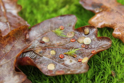 Detail shot of grass