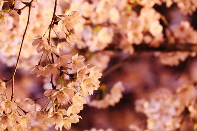 Close-up of cherry blossoms