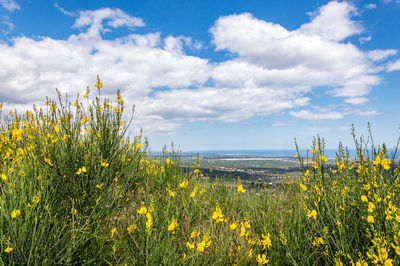 Yellow flowering plants on field against sky