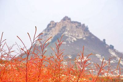 Plants against scenic sky