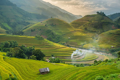 Scenic view of rice paddy field