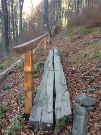 Road passing through forest