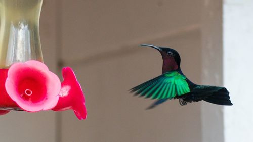 Close-up of bird flying