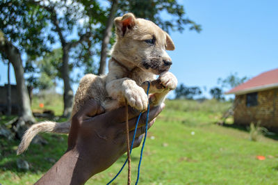 Close-up of a dog on field