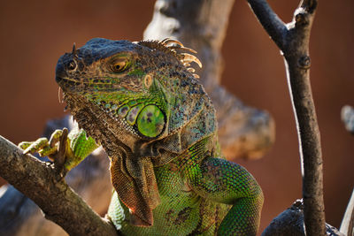 Close-up of iguana