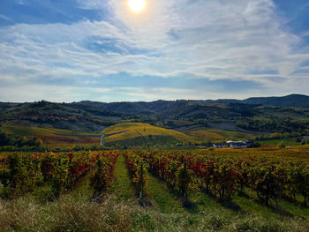 Scenic view of agricultural field against sky