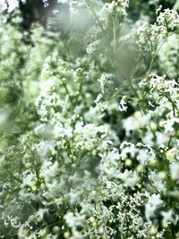 Close-up of white flowering plants