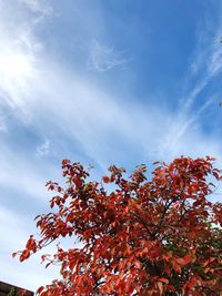 Low angle view of tree against sky during autumn