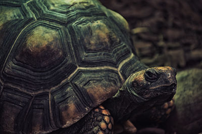 Close-up of tortoise