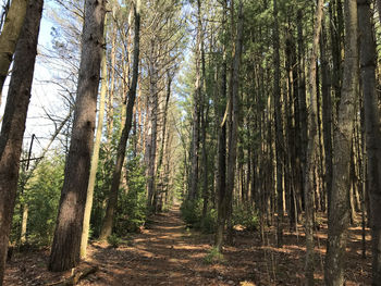 Footpath amidst trees in forest
