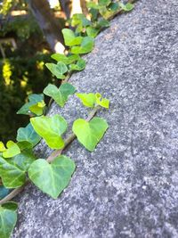 Close-up of fresh green plant