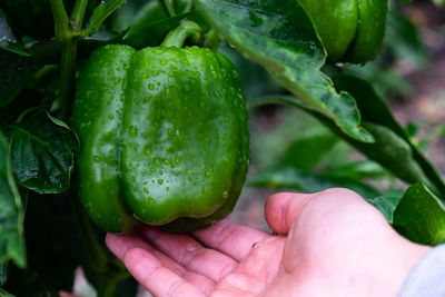 Close-up of hand holding leaf
