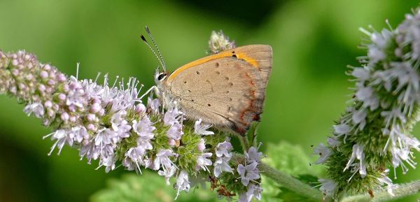 Close-up of butterfly pollinating on flower