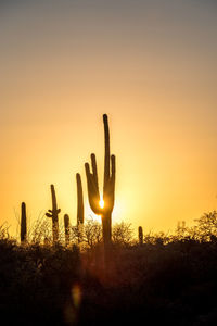 Close-up of cactus on field against sky during sunset