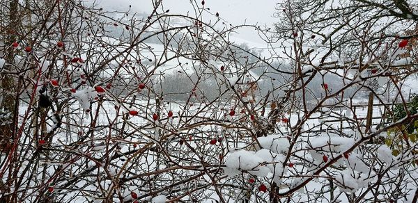 Close-up of bare tree against sky in winter